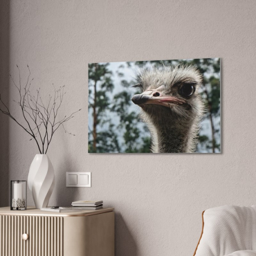 Canvas print of a close-up photo of an ostrich