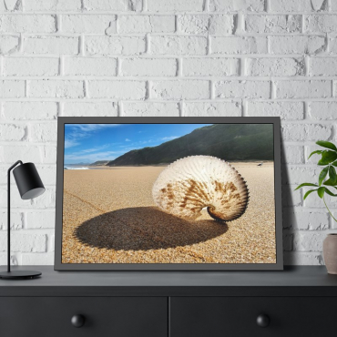 Framed picture of a paper nautilus shell on a sunny beach